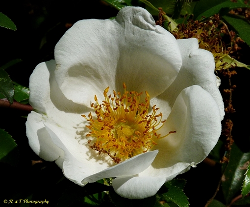 {Rosa laevigata}